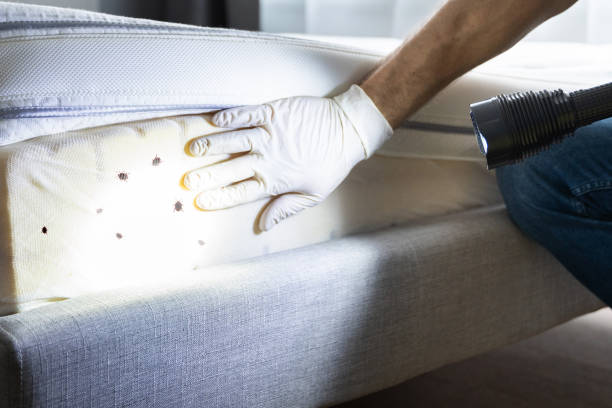 Flea Control Services in Wilson, AR