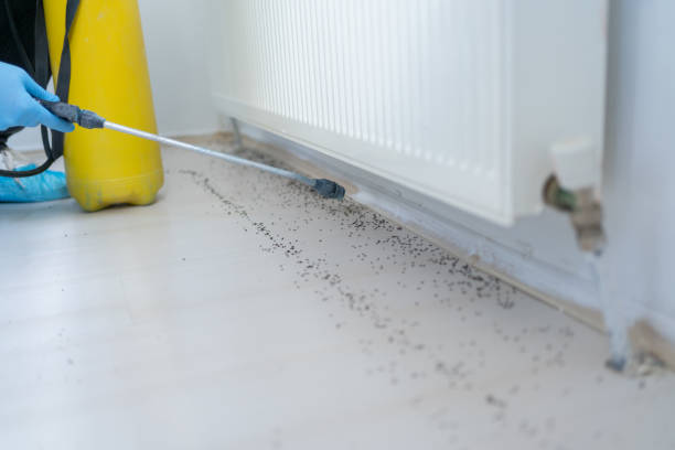 Insect Control in Wilson, AR